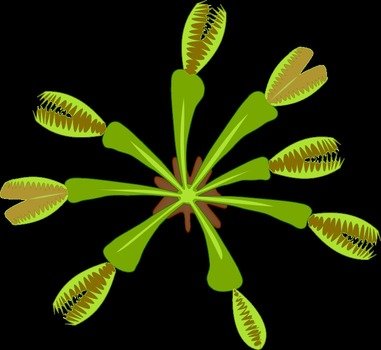 Plant 04 By Jpenrici A Carnivorous