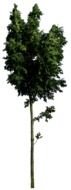 photoshop image of a tall green tree