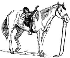 Black and white drawing of the beautiful horse clipart