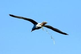 seagull in the sky as a picture for a clipart