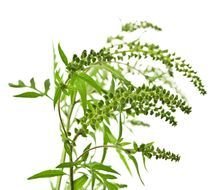green plant with thin leaves on a white background