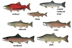 Clip art of Salmon Fishes