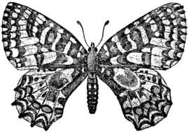 Black and white drawing of the butterfly clipart