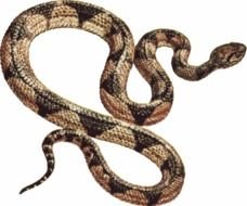 Snake Clip Art N128