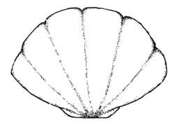 Clam Shell Clip Art N11