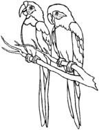 Parrot Bird Coloring Page