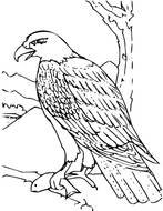Bald Eagle For Kids drawing