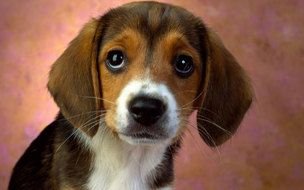 Cute Beagle Puppy dog