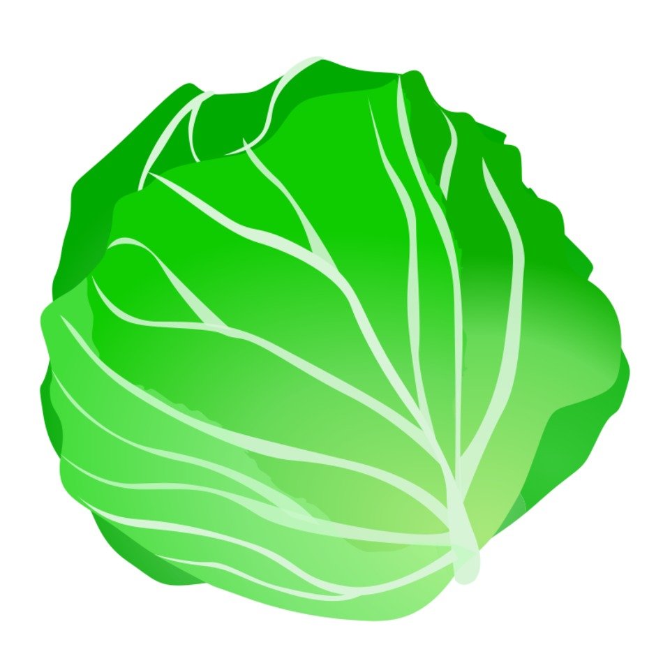 Cabbage Clip Art N16