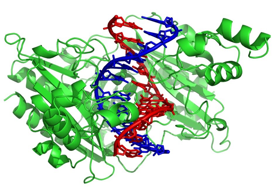 dna cell with green ribbon
