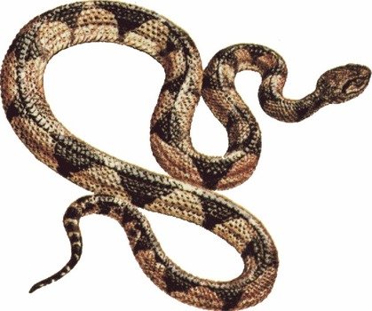 Snake Clip Art N128