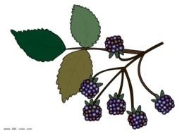 drawn blackberry branch on a black background