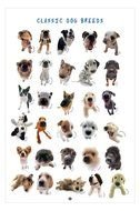 Small Dog Breeds