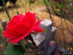 picture of the Korean Flower