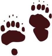 Black Bear Tracks drawing