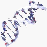DNA Nucleotide Models