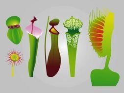 Different Carnivorous Plants clipart