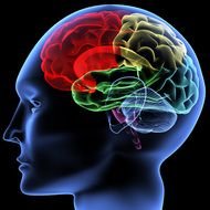 human head with colorful brain