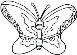 Black and white drawing of the ornamental butterfly clipart