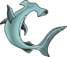Hammerhead Shark drawing