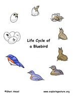 Bird Life Cycle N2