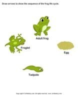 Frog Life Cycle N9