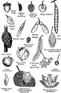 Tree Seed Pod Identification Guide