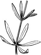 Gallium To Use Any Of The Clipart Images Above Including Thumbnail