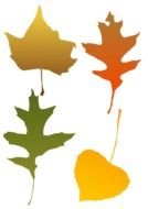 Autumn Leaf as a graphic illustration