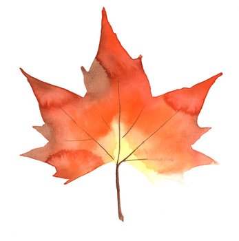 Autumn Fall Leaves Outline