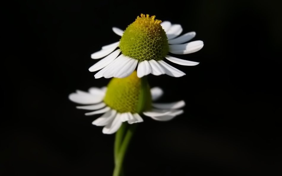 Macro clip art of the flowers