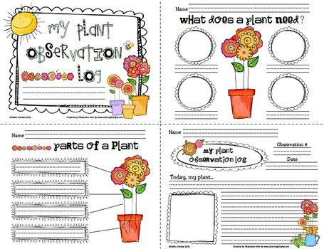 1st Grade Plant Activities