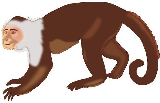 Monkey as illustration