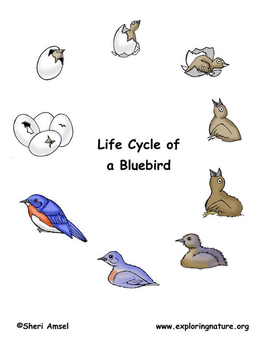 Bird Life Cycle N2
