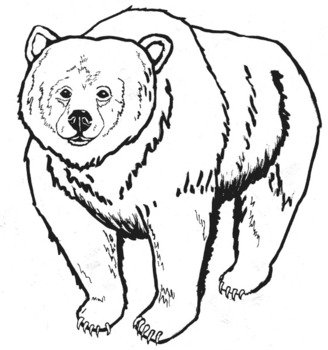 Grizzly Bear Coloring Page Printable N3
