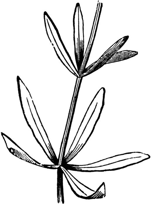 Gallium To Use Any Of The Clipart Images Above Including Thumbnail
