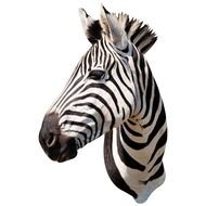 head of a zebra as a picture for a clip art