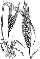 black and white picture of grain