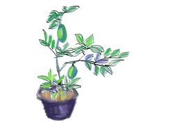 Lemon Tree Vector drawing