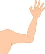clipart of the Right Arm