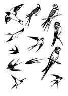 Swallow set drawing