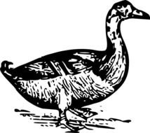 Duck Clip Art N78