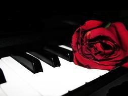 Red rose on Piano keys