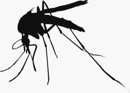 black silhouette of a mosquito on a white background
