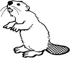 Black and white drawing of the beaver clipart