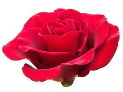 Clip art of Red Rose