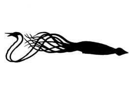 Squid Silhouette drawing