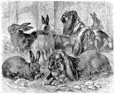 Rabbit pencil drawing