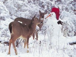 snowman and two deers in the winter forest