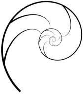 Golden Ratio Nautilus Shell